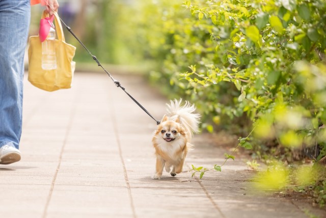 犬の散歩の頻度の適正はどのくらい？犬種によって異なる必要な運動量とは